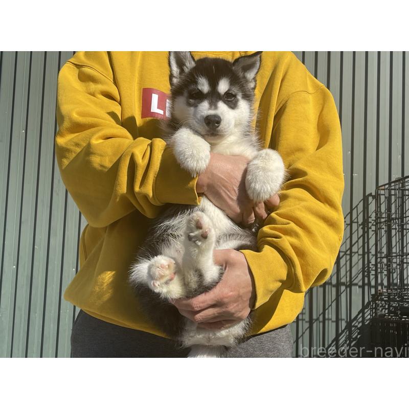 販売中の岐阜県のシベリアンハスキー-443769の5枚目