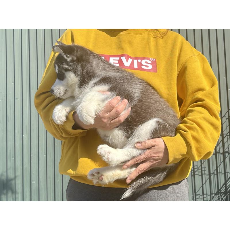 販売中の岐阜県のシベリアンハスキー-443769の4枚目