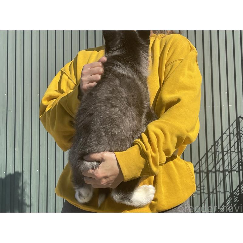 販売中の岐阜県のシベリアンハスキー-443769の2枚目