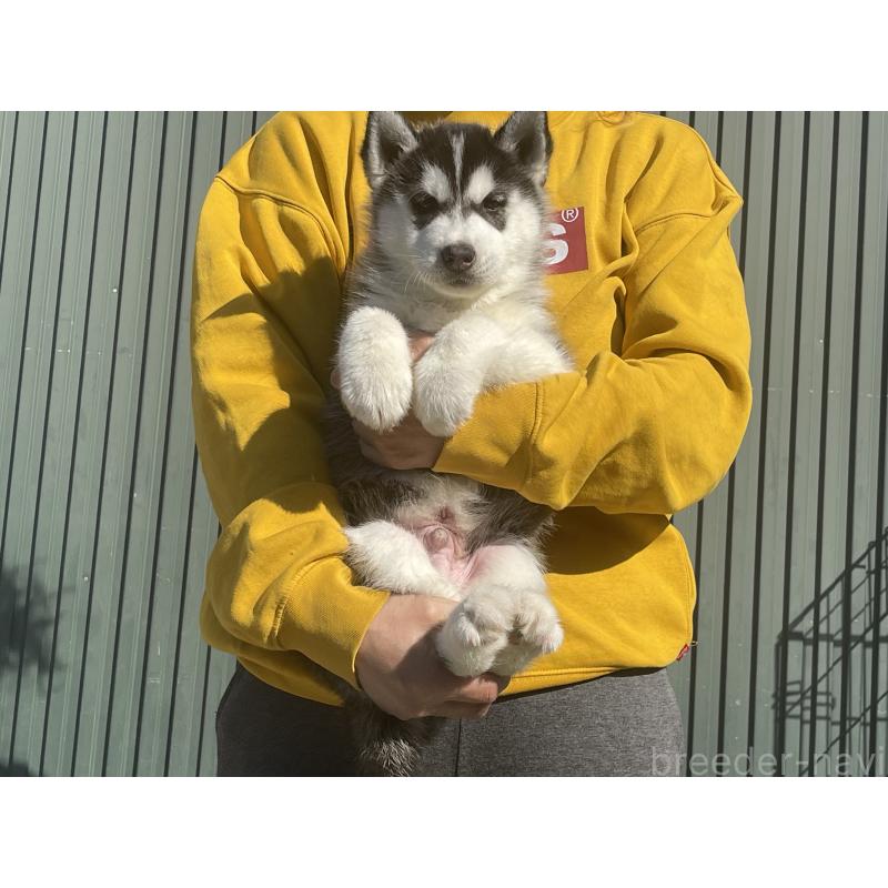 販売中の岐阜県のシベリアンハスキー-443770の5枚目