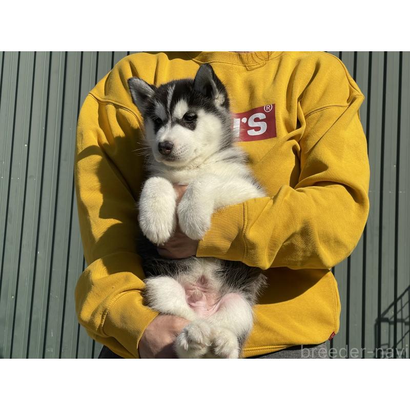 販売中の岐阜県のシベリアンハスキー-443770の4枚目