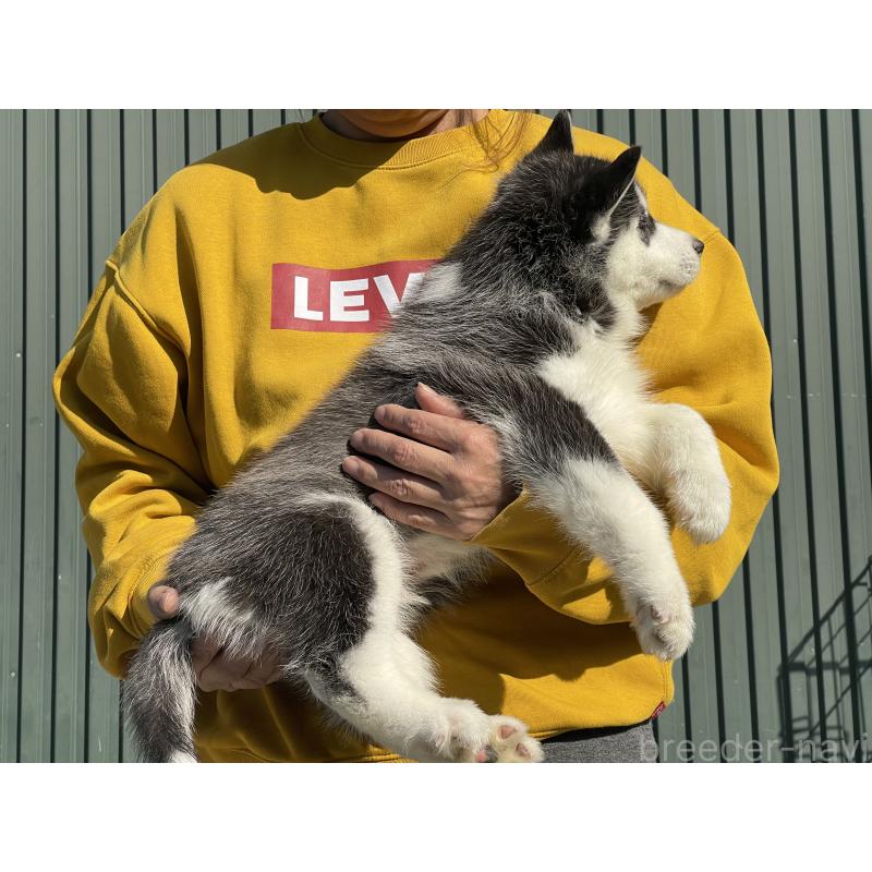 販売中の岐阜県のシベリアンハスキー-443770の3枚目