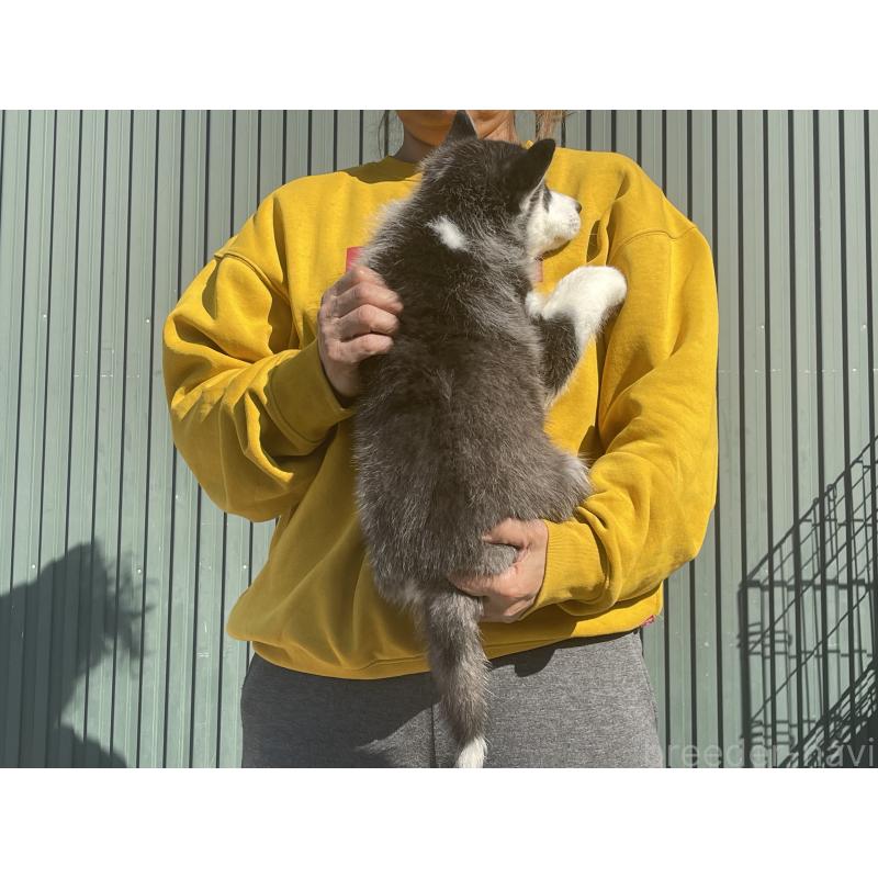 販売中の岐阜県のシベリアンハスキー-443770の2枚目