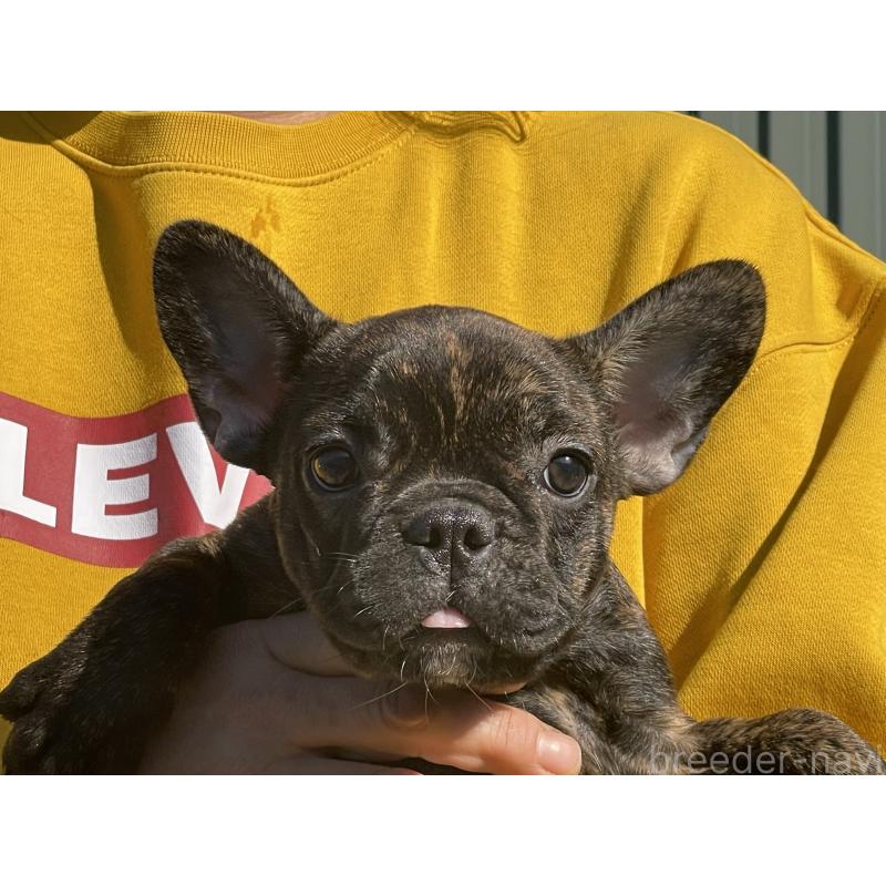 販売中の岐阜県のフレンチブルドッグ-435231
