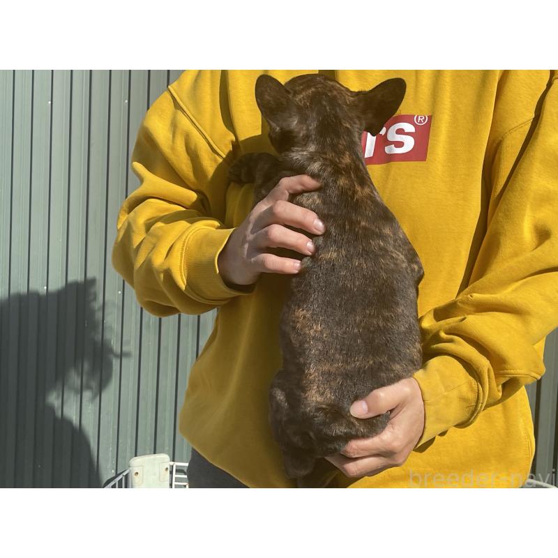 販売中の岐阜県のフレンチブルドッグ-435231の2枚目