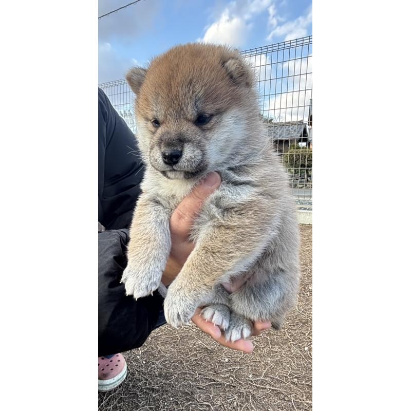 販売中の愛知県の柴犬-443772の3枚目