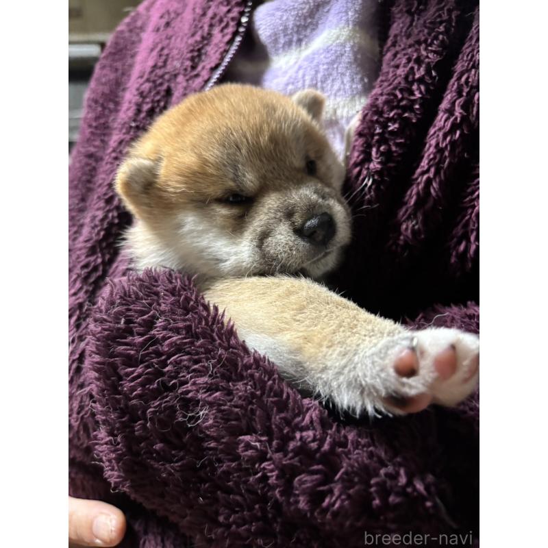 販売中の愛知県の柴犬-443772の2枚目