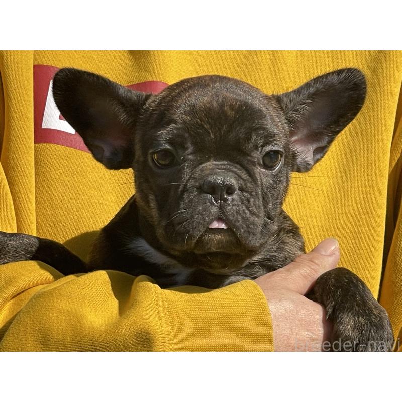 販売中の岐阜県のフレンチブルドッグ-435232