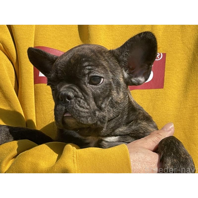 販売中の岐阜県のフレンチブルドッグ-435232の5枚目