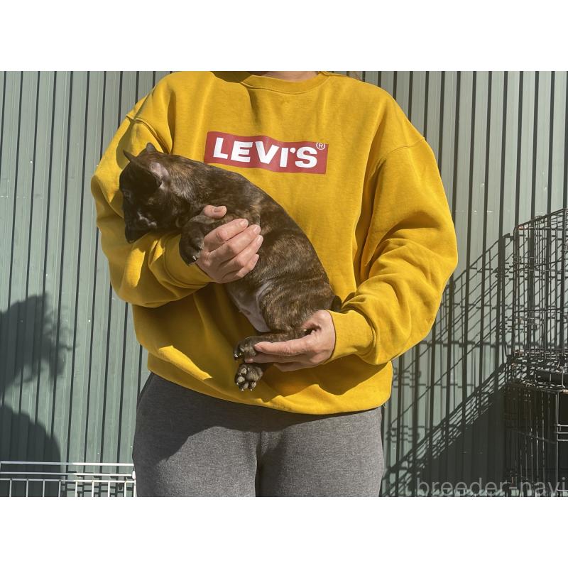 販売中の岐阜県のフレンチブルドッグ-435232の4枚目