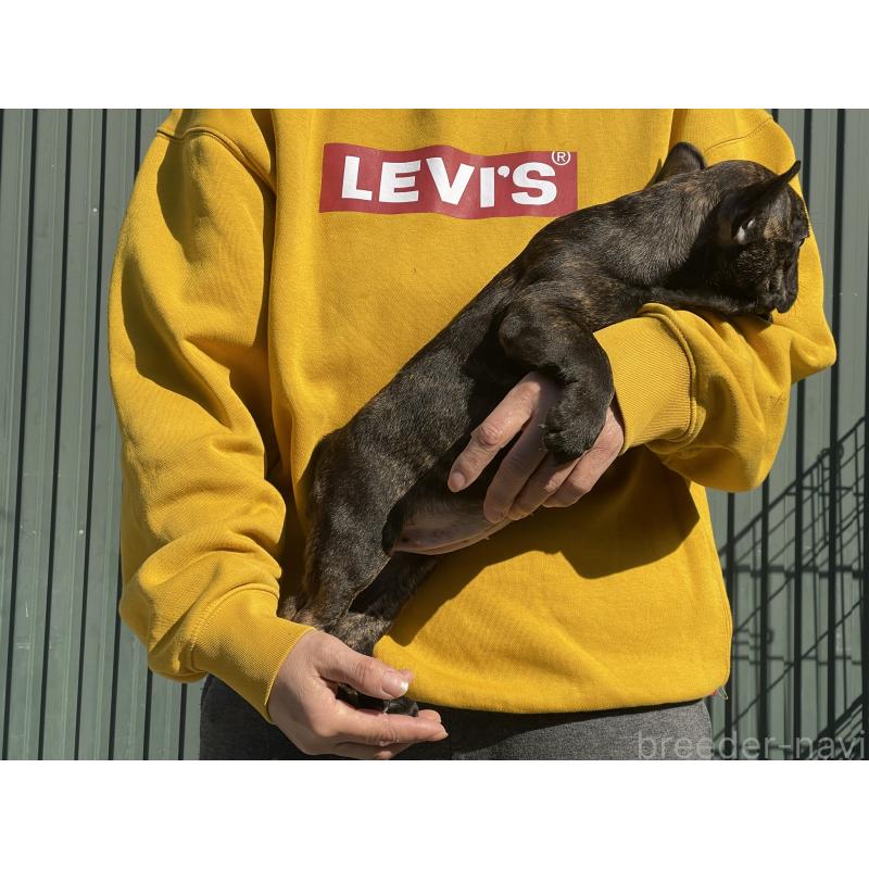 販売中の岐阜県のフレンチブルドッグ-435232の3枚目