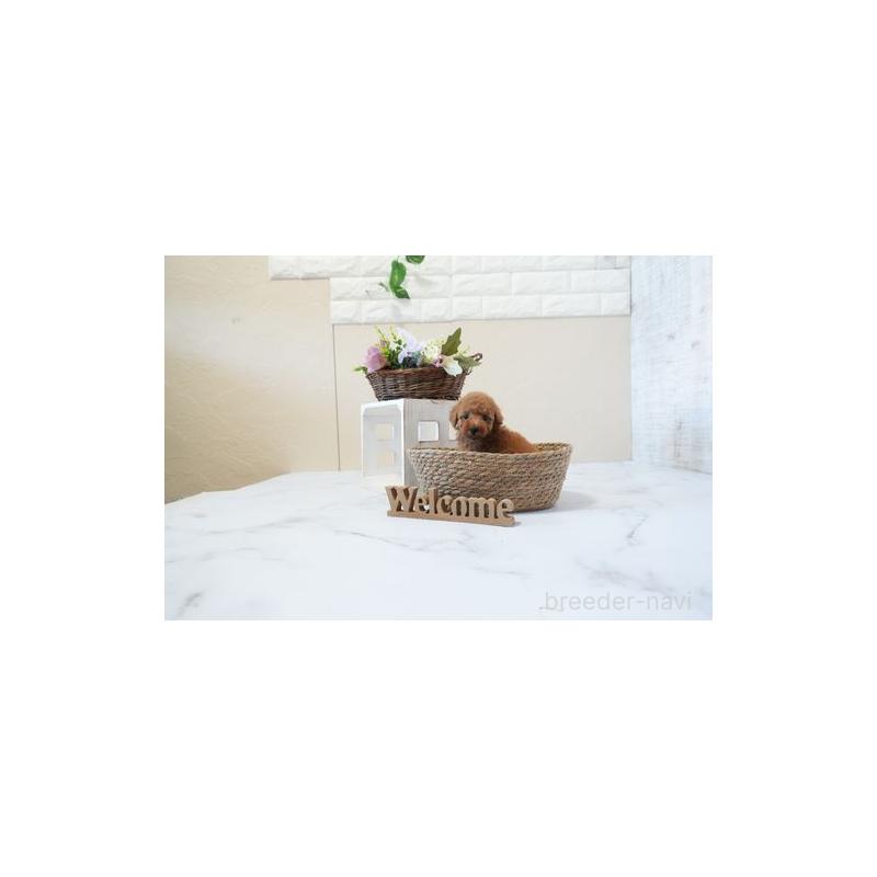 販売中の滋賀県のタイニープードル-443571の5枚目