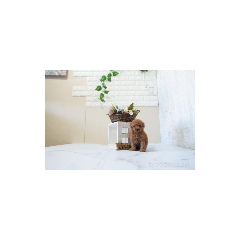 販売中の滋賀県のタイニープードル-443571の3枚目