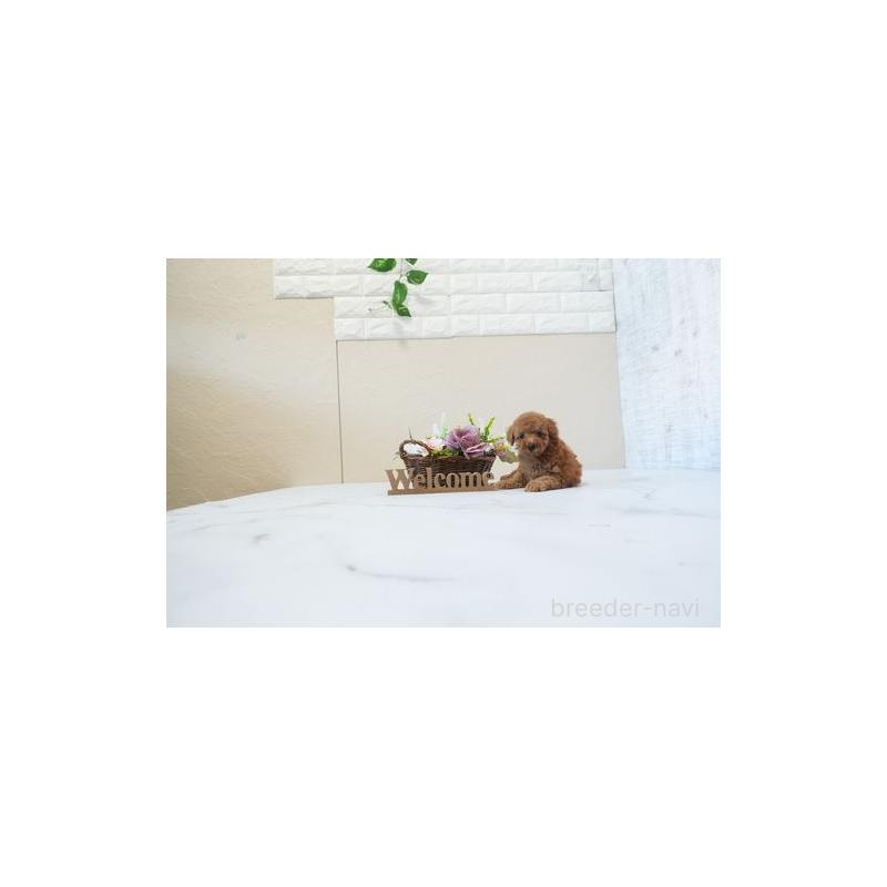 販売中の滋賀県のタイニープードル-443571の2枚目