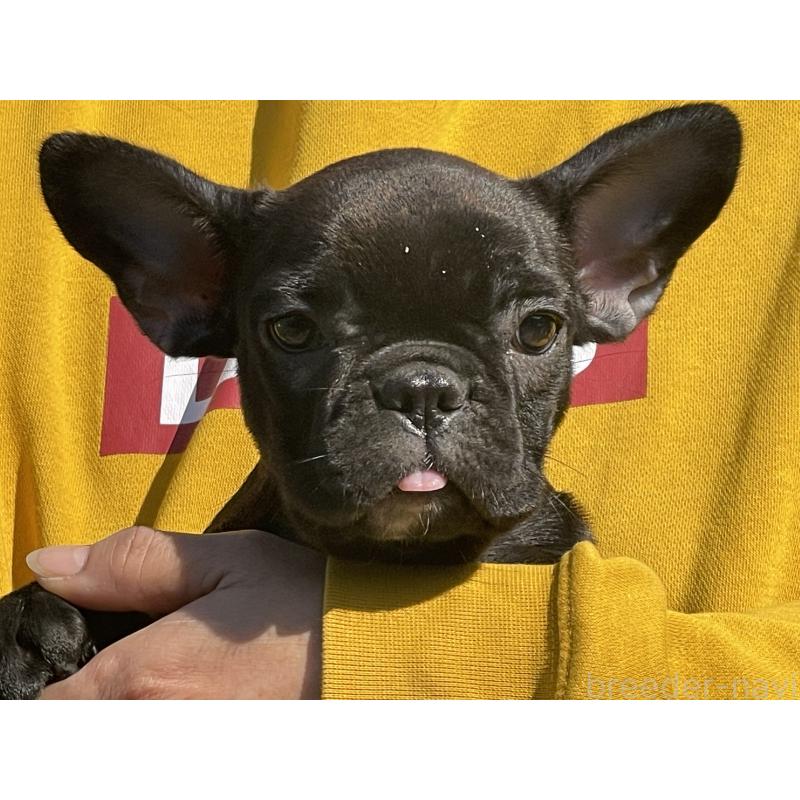 販売中の岐阜県のフレンチブルドッグ-435228