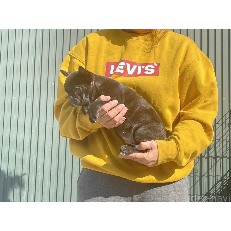 販売中の岐阜県のフレンチブルドッグ-435228の4枚目