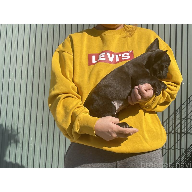 販売中の岐阜県のフレンチブルドッグ-435228の3枚目