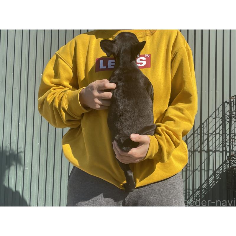 販売中の岐阜県のフレンチブルドッグ-435228の2枚目