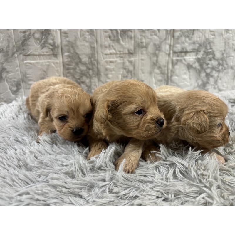 成約済の沖縄県のミックス犬-439791の2枚目