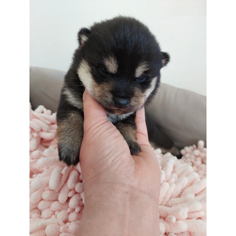 販売中の高知県の豆柴-440649の3枚目