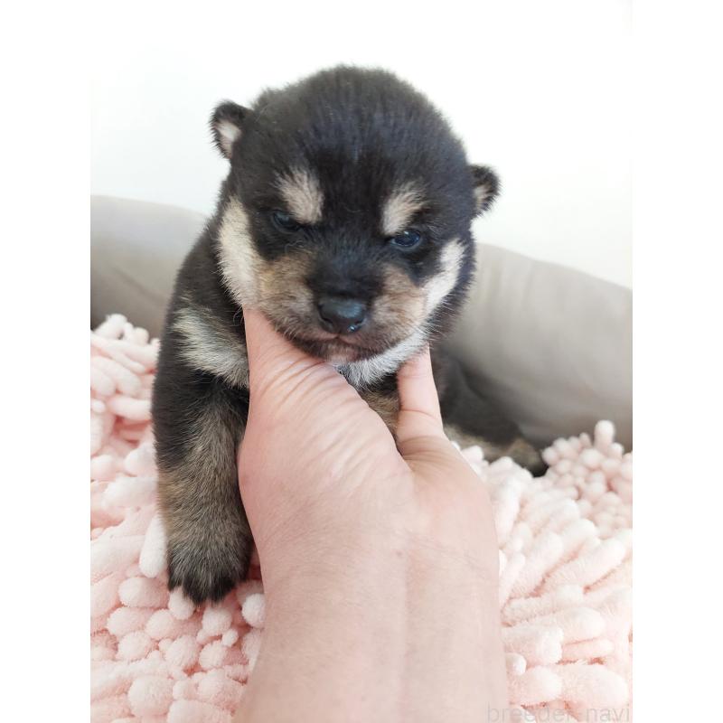 販売中の高知県の豆柴-440649の2枚目