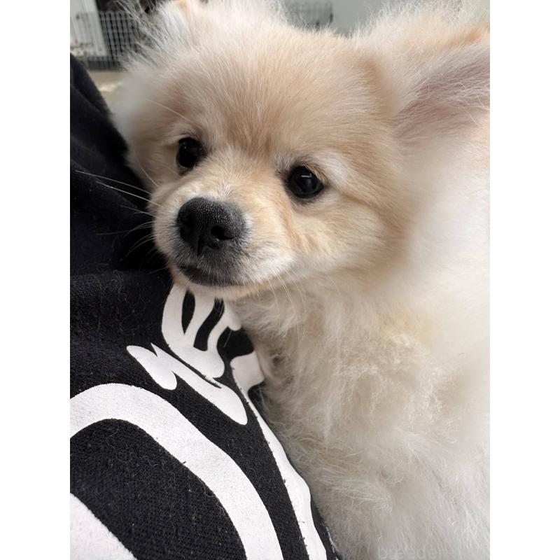 販売中の沖縄県のポメラニアン-419998の4枚目