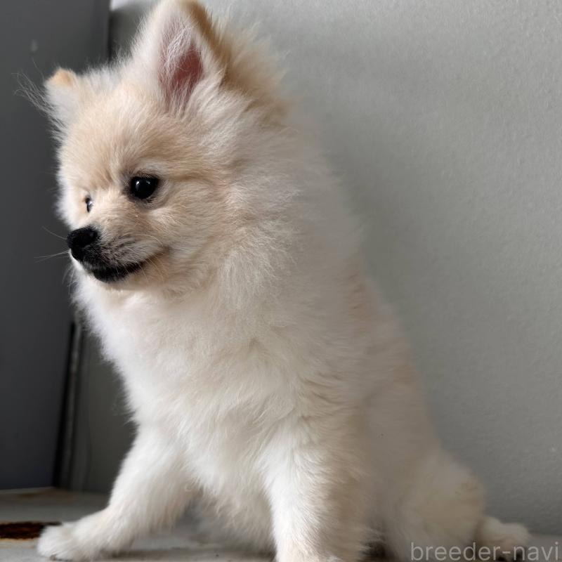 販売中の沖縄県のポメラニアン-419998の3枚目