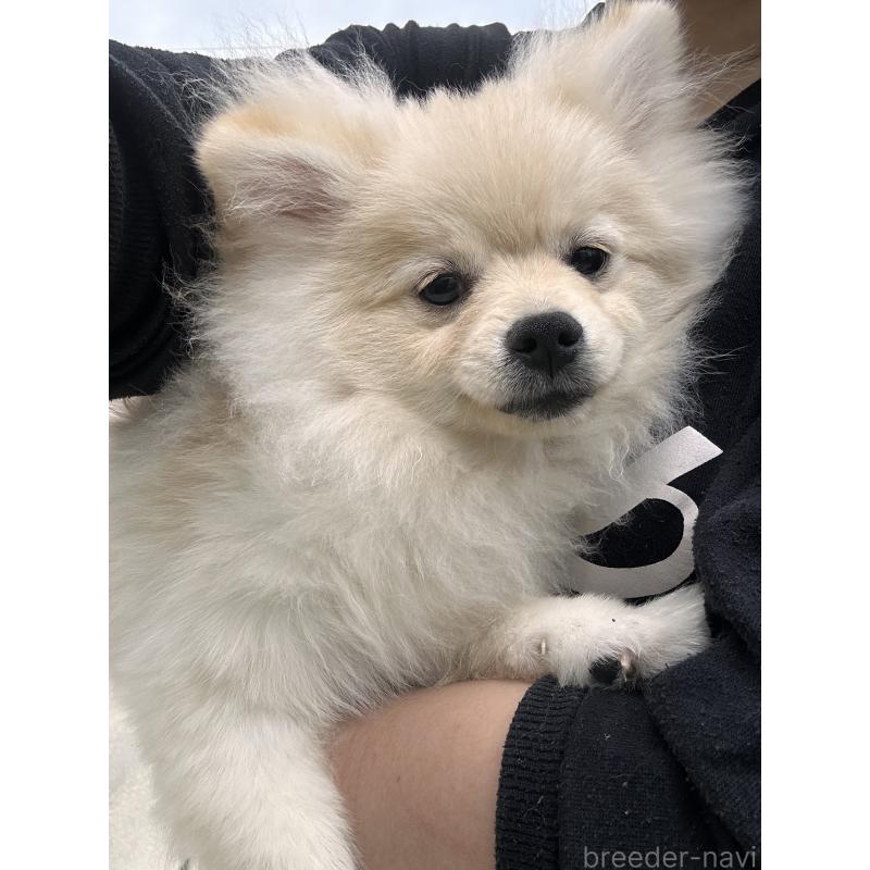 販売中の沖縄県のポメラニアン-419998の2枚目