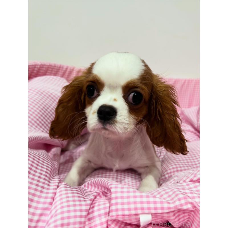 販売中の宮崎県のキャバリアキングチャールズスパニエル-443775の5枚目