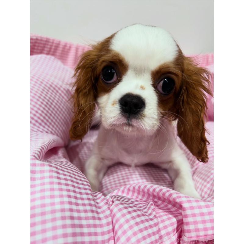 販売中の宮崎県のキャバリアキングチャールズスパニエル-443775の4枚目