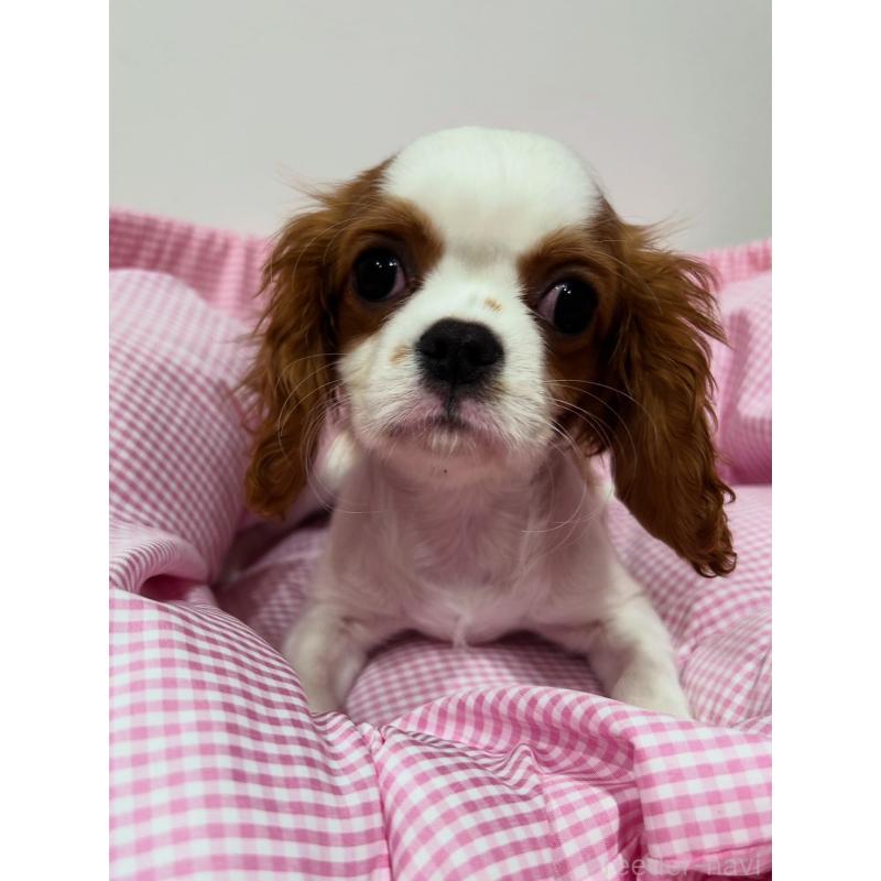 販売中の宮崎県のキャバリアキングチャールズスパニエル-443775の3枚目