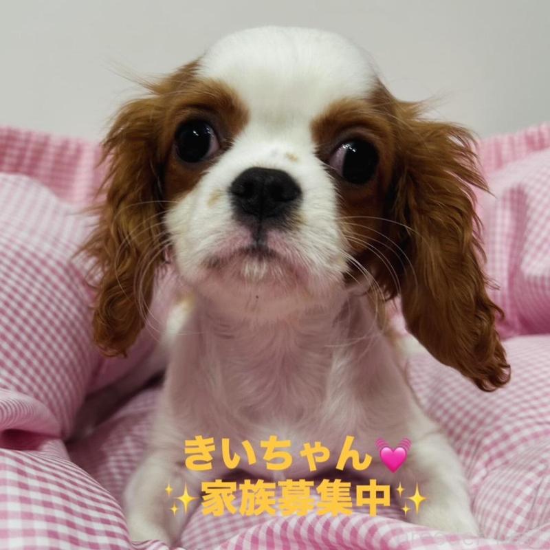 販売中の宮崎県のキャバリアキングチャールズスパニエル-443775の1枚目