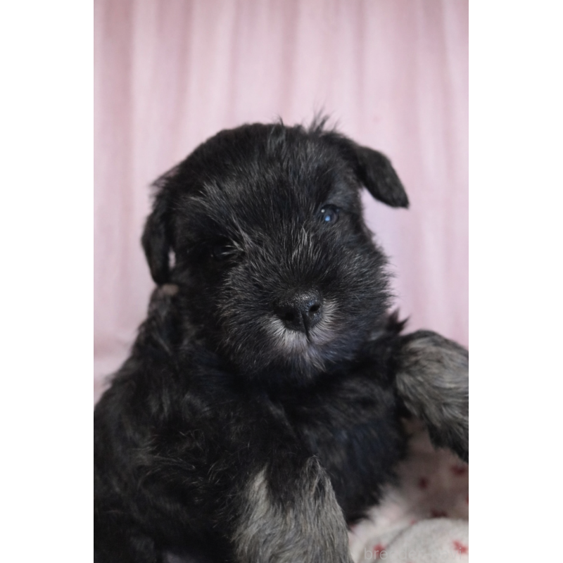 販売中の福岡県のミニチュアシュナウザー-443777の3枚目