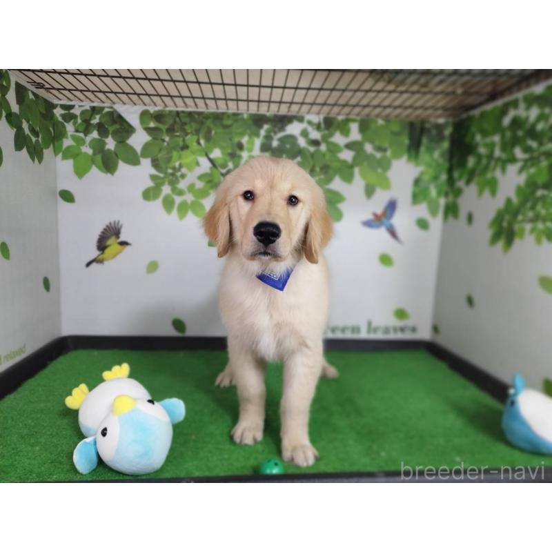 販売中の三重県のゴールデンレトリーバー-437916の5枚目