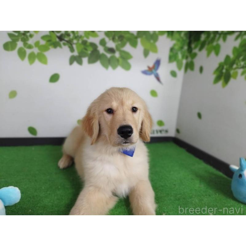 販売中の三重県のゴールデンレトリーバー-437916の4枚目