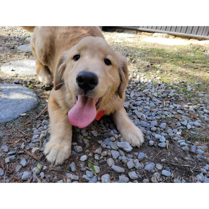 商談中の三重県のゴールデンレトリーバー-420563の5枚目