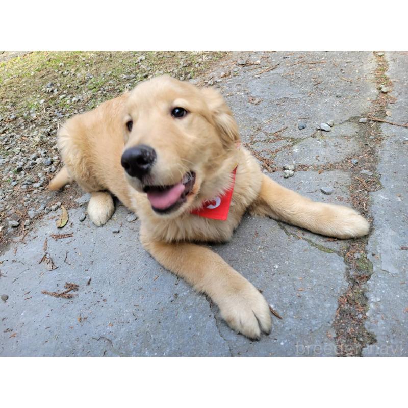 商談中の三重県のゴールデンレトリーバー-420563の4枚目