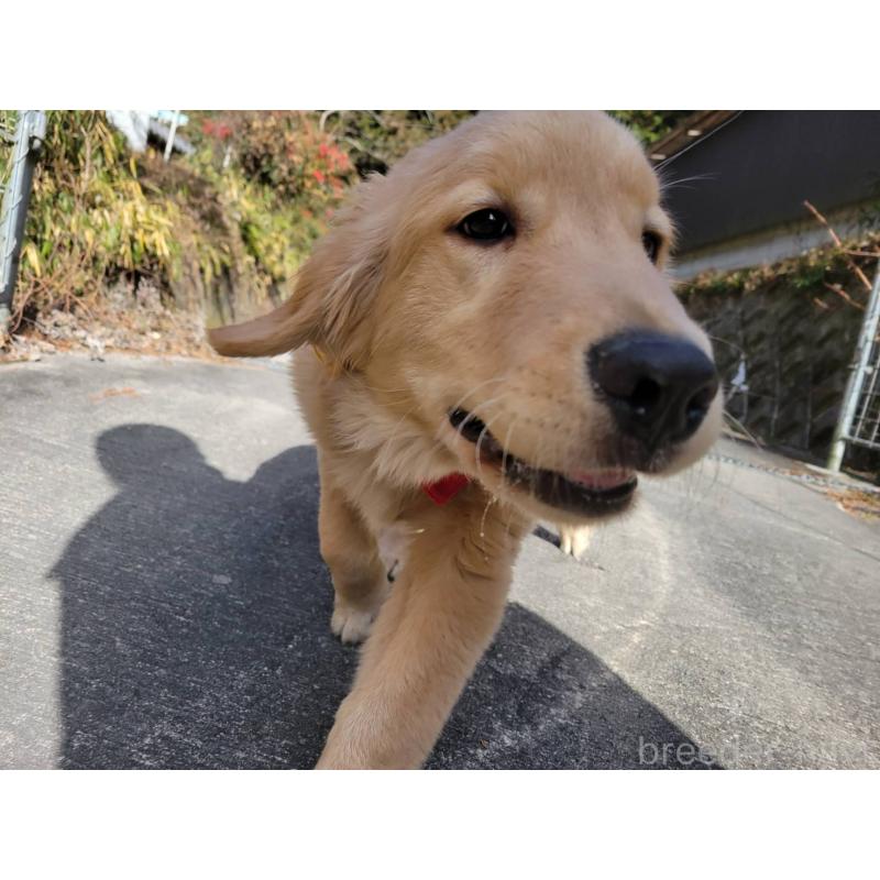 商談中の三重県のゴールデンレトリーバー-420563の3枚目