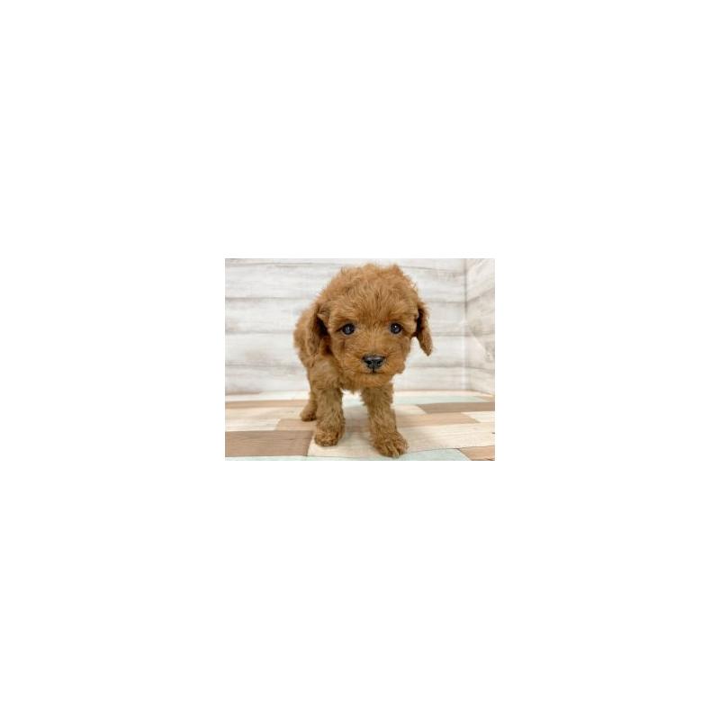 販売中の新潟県のトイプードル-443783の3枚目