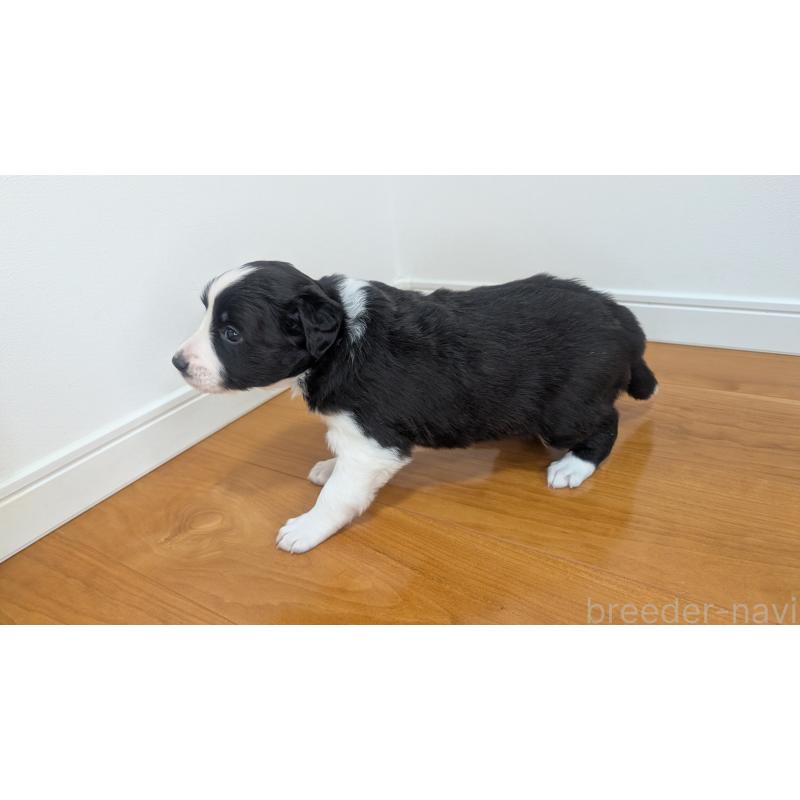 販売中の岐阜県のボーダーコリー-443789の10枚目