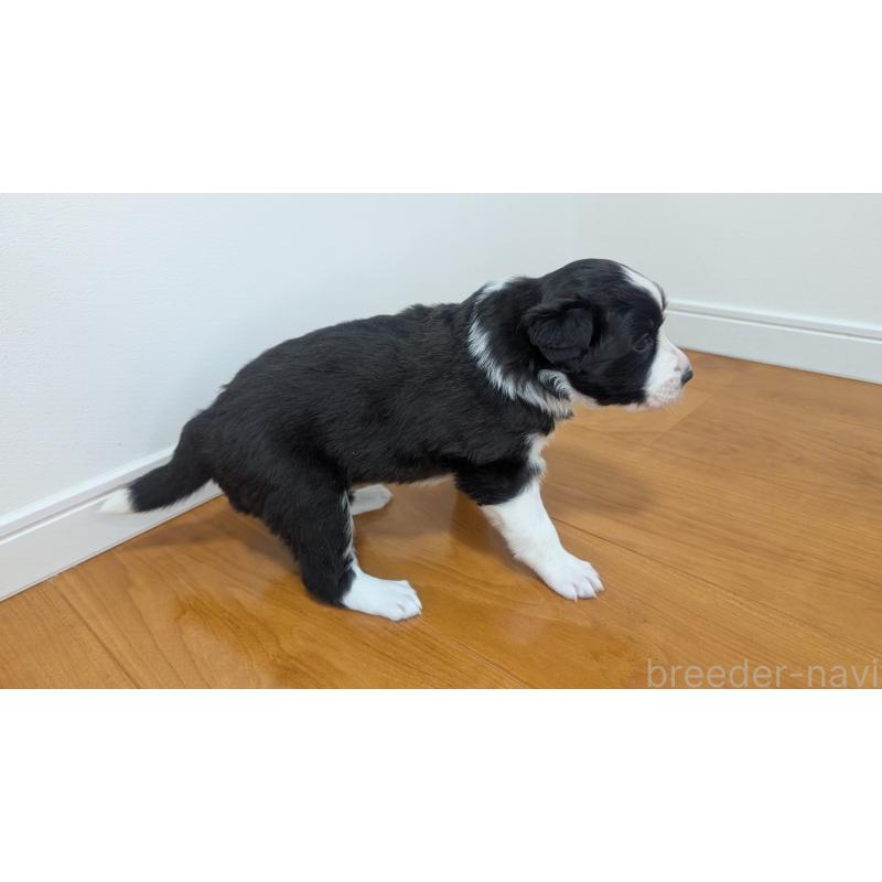 販売中の岐阜県のボーダーコリー-443789の9枚目