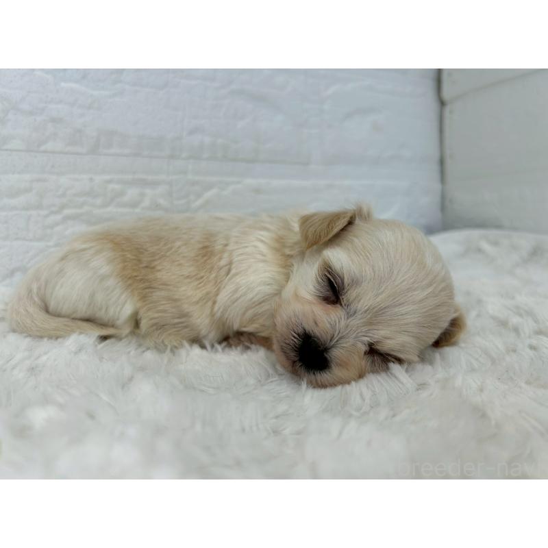 販売中の茨城県のチワプー:チワワ×トイプードル-443785