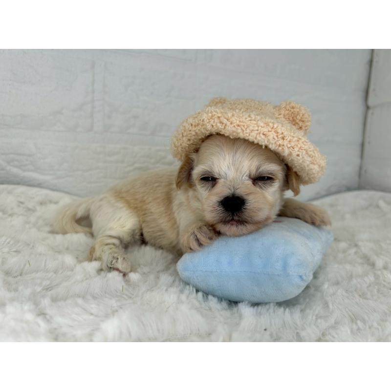 販売中の茨城県のチワプー:チワワ×トイプードル-443785の12枚目