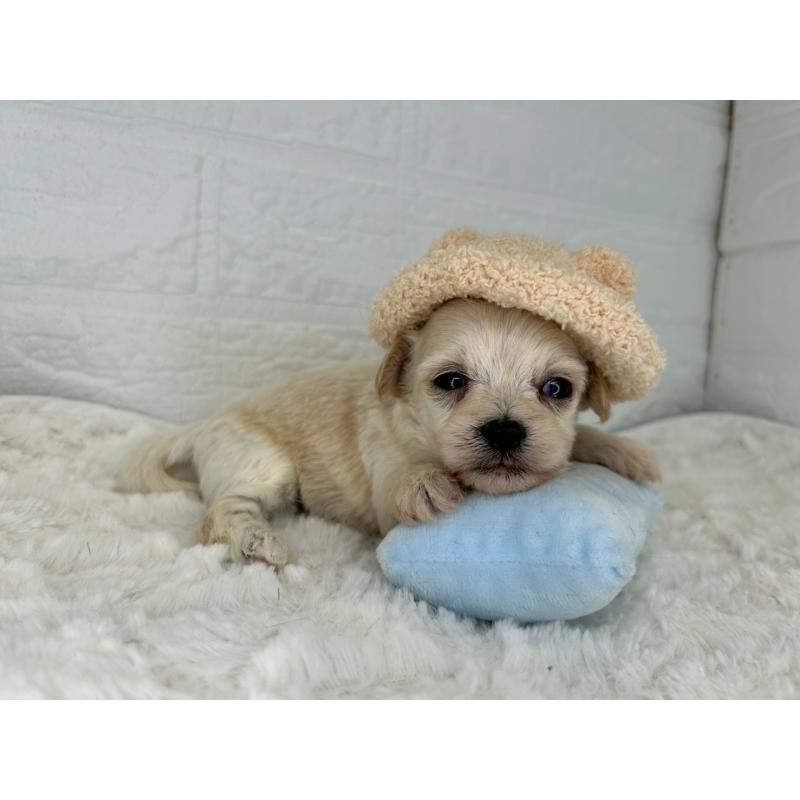 販売中の茨城県のチワプー:チワワ×トイプードル-443785の11枚目