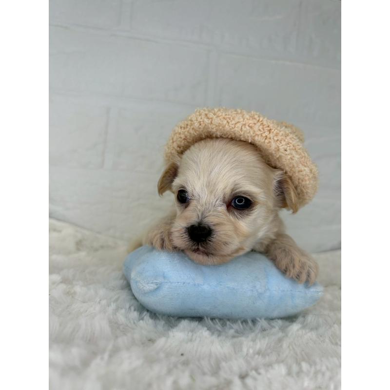 販売中の茨城県のチワプー:チワワ×トイプードル-443785の10枚目