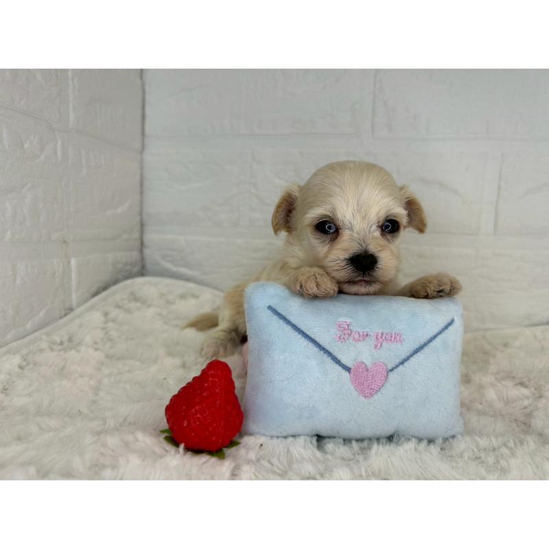 販売中の茨城県のチワプー:チワワ×トイプードル-443785の9枚目