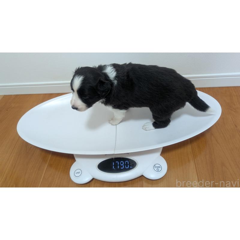 販売中の岐阜県のボーダーコリー-443789の7枚目