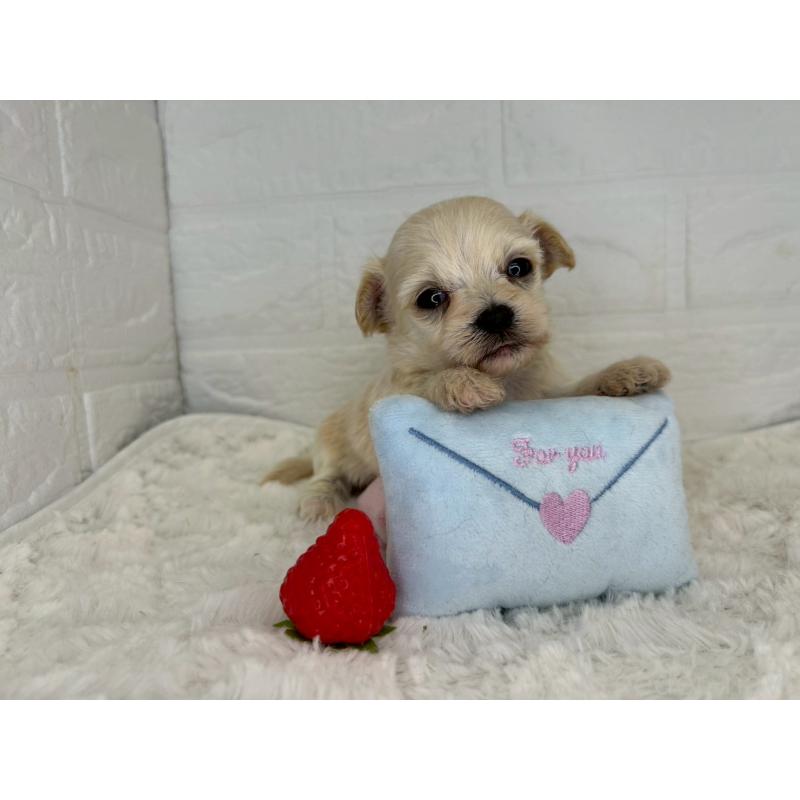 販売中の茨城県のチワプー:チワワ×トイプードル-443785の8枚目