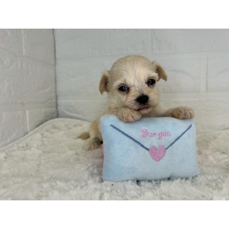 販売中の茨城県のチワプー:チワワ×トイプードル-443785の7枚目