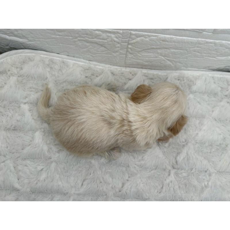 販売中の茨城県のチワプー:チワワ×トイプードル-443785の6枚目